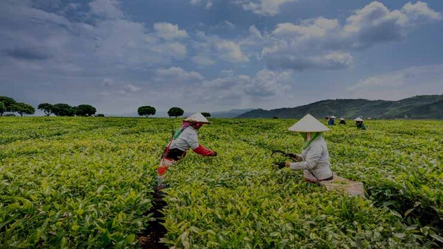 Pemanfaatan Software Agribisnis